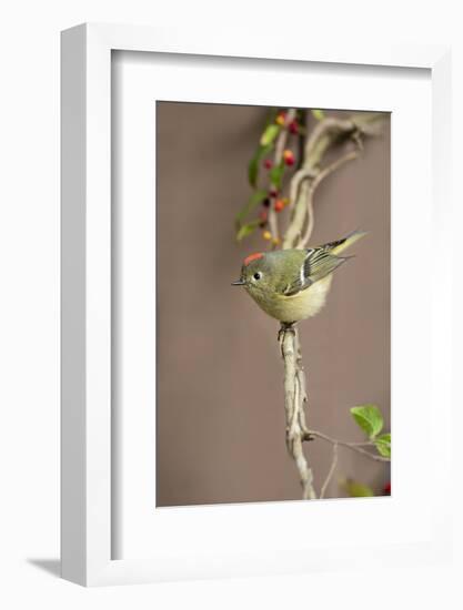 Ruby-crowned kinglet (Regulus calendula) perched.-Larry Ditto-Framed Photographic Print