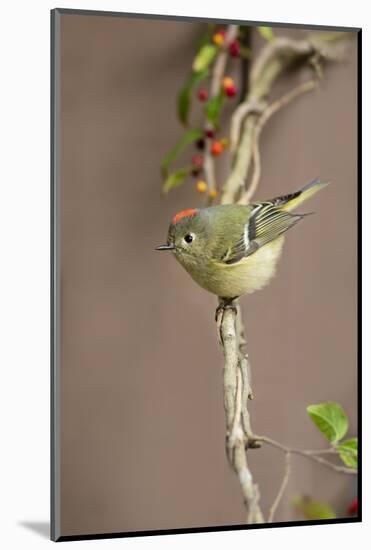 Ruby-crowned kinglet (Regulus calendula) perched.-Larry Ditto-Mounted Photographic Print