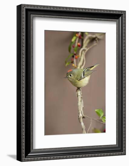 Ruby-crowned kinglet (Regulus calendula) perched.-Larry Ditto-Framed Photographic Print