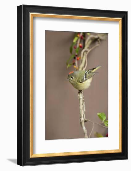 Ruby-crowned kinglet (Regulus calendula) perched.-Larry Ditto-Framed Photographic Print