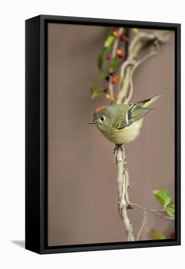 Ruby-crowned kinglet (Regulus calendula) perched.-Larry Ditto-Framed Premier Image Canvas