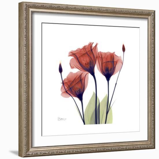 Ruby Gentian-Albert Koetsier-Framed Art Print