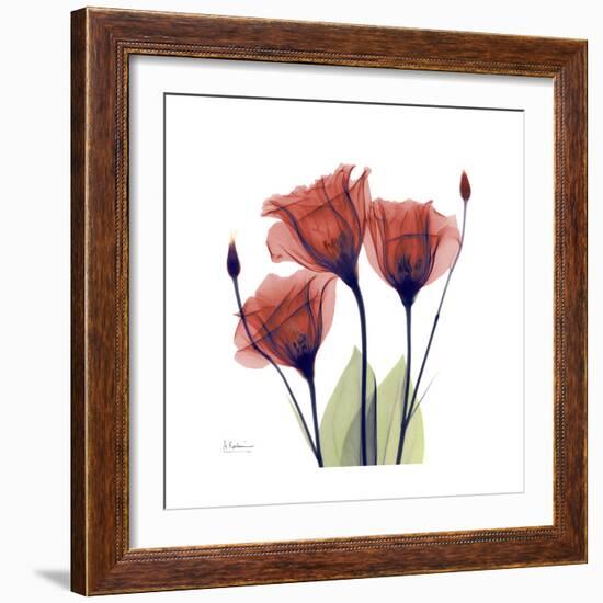 Ruby Gentian-Albert Koetsier-Framed Art Print