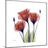 Ruby Gentian-Albert Koetsier-Mounted Art Print