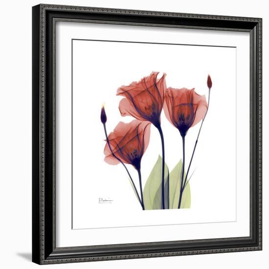 Ruby Gentian-Albert Koetsier-Framed Art Print