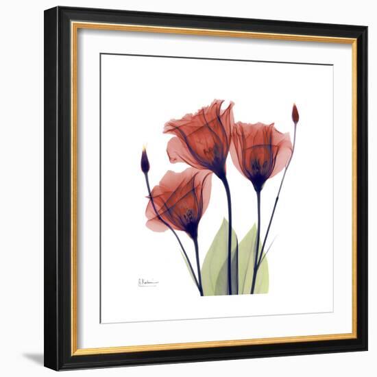 Ruby Gentian-Albert Koetsier-Framed Art Print