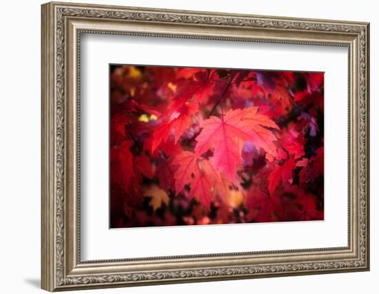 Ruby Red-Philippe Sainte-Laudy-Framed Photographic Print