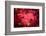 Ruby Red-Philippe Sainte-Laudy-Framed Photographic Print