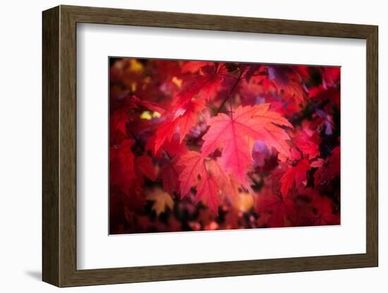 Ruby Red-Philippe Sainte-Laudy-Framed Photographic Print