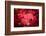 Ruby Red-Philippe Sainte-Laudy-Framed Photographic Print