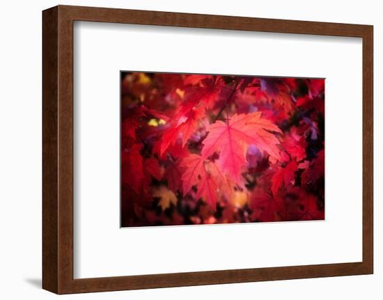 Ruby Red-Philippe Sainte-Laudy-Framed Photographic Print