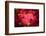 Ruby Red-Philippe Sainte-Laudy-Framed Photographic Print