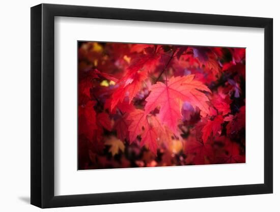 Ruby Red-Philippe Sainte-Laudy-Framed Photographic Print