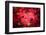 Ruby Red-Philippe Sainte-Laudy-Framed Photographic Print