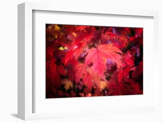 Ruby Red-Philippe Sainte-Laudy-Framed Photographic Print