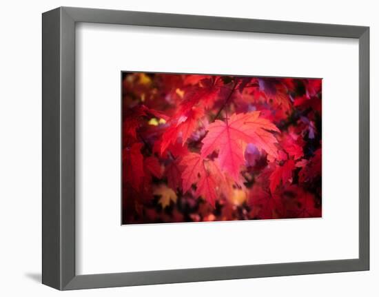 Ruby Red-Philippe Sainte-Laudy-Framed Photographic Print