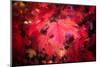 Ruby Red-Philippe Sainte-Laudy-Mounted Photographic Print