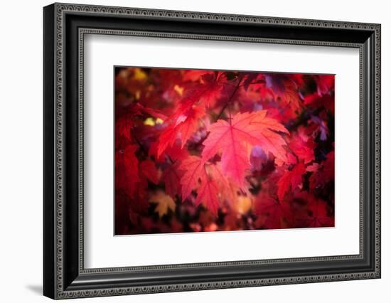 Ruby Red-Philippe Sainte-Laudy-Framed Photographic Print