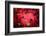 Ruby Red-Philippe Sainte-Laudy-Framed Photographic Print