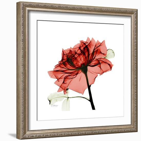 Ruby Rose 1-Albert Koetsier-Framed Premium Giclee Print