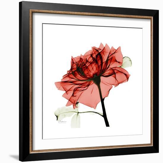 Ruby Rose 1-Albert Koetsier-Framed Premium Giclee Print