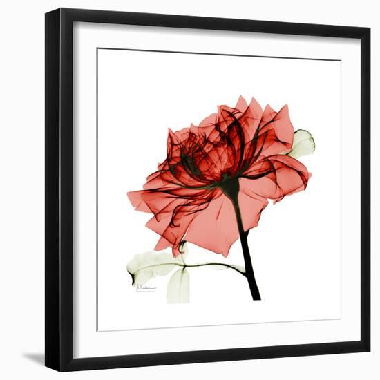 Ruby Rose 1-Albert Koetsier-Framed Premium Giclee Print
