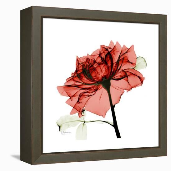 Ruby Rose 1-Albert Koetsier-Framed Stretched Canvas