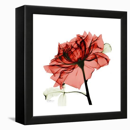 Ruby Rose 1-Albert Koetsier-Framed Stretched Canvas