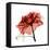 Ruby Rose 1-Albert Koetsier-Framed Stretched Canvas