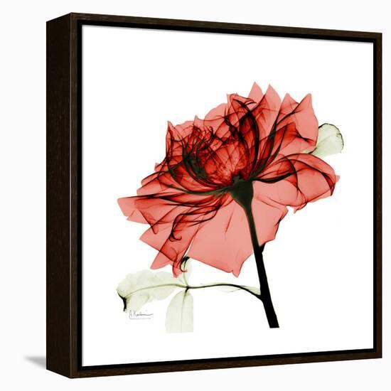 Ruby Rose 1-Albert Koetsier-Framed Stretched Canvas