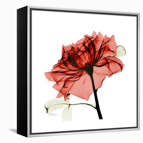 Ruby Rose 1-Albert Koetsier-Framed Stretched Canvas