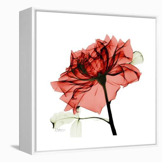 Ruby Rose 1-Albert Koetsier-Framed Stretched Canvas