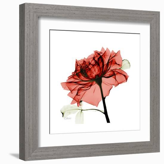 Ruby Rose 1-Albert Koetsier-Framed Art Print