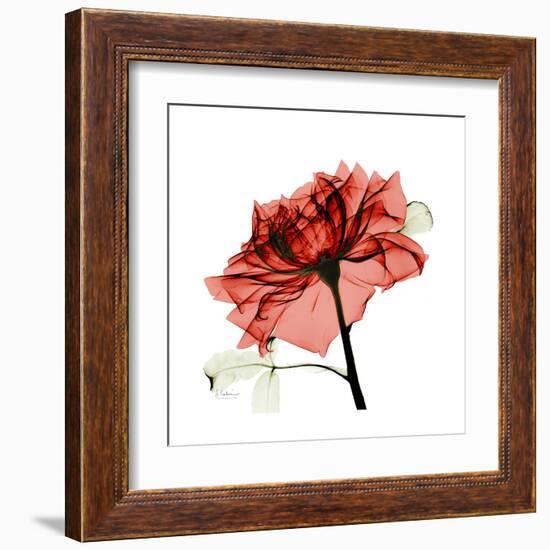 Ruby Rose 1-Albert Koetsier-Framed Art Print