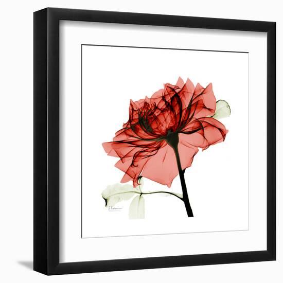 Ruby Rose 1-Albert Koetsier-Framed Art Print