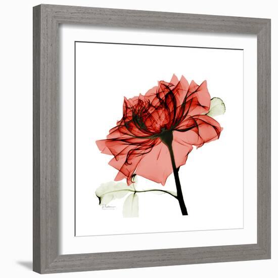 Ruby Rose 1-Albert Koetsier-Framed Art Print