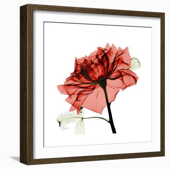 Ruby Rose 1-Albert Koetsier-Framed Art Print