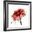 Ruby Rose 1-Albert Koetsier-Framed Art Print