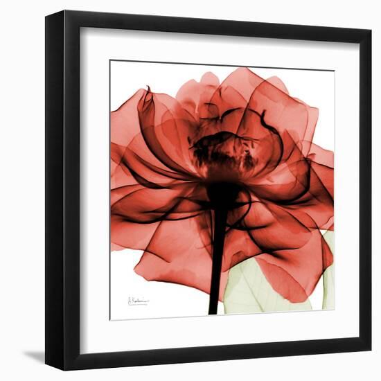 Ruby Rose 2-Albert Koetsier-Framed Art Print
