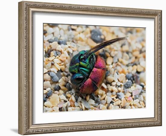 Ruby-tailed wasp curled up in defensive posture, UK-Andy Sands-Framed Photographic Print