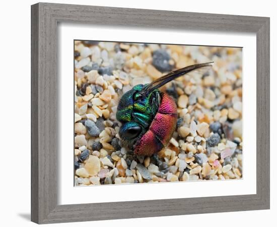 Ruby-tailed wasp curled up in defensive posture, UK-Andy Sands-Framed Photographic Print