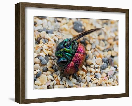 Ruby-tailed wasp curled up in defensive posture, UK-Andy Sands-Framed Photographic Print