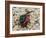 Ruby-tailed wasp curled up in defensive posture, UK-Andy Sands-Framed Photographic Print