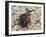 Ruby-tailed wasp curled up in defensive posture, UK-Andy Sands-Framed Photographic Print