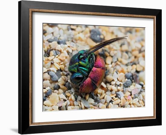 Ruby-tailed wasp curled up in defensive posture, UK-Andy Sands-Framed Photographic Print