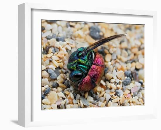 Ruby-tailed wasp curled up in defensive posture, UK-Andy Sands-Framed Photographic Print