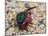 Ruby-tailed wasp curled up in defensive posture, UK-Andy Sands-Mounted Photographic Print