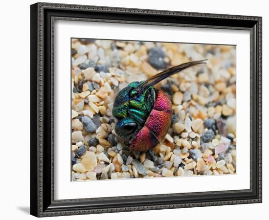 Ruby-tailed wasp curled up in defensive posture, UK-Andy Sands-Framed Photographic Print