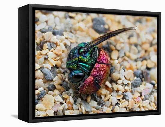 Ruby-tailed wasp curled up in defensive posture, UK-Andy Sands-Framed Premier Image Canvas