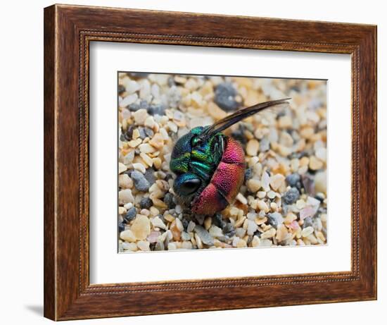 Ruby-tailed wasp curled up in defensive posture, UK-Andy Sands-Framed Photographic Print